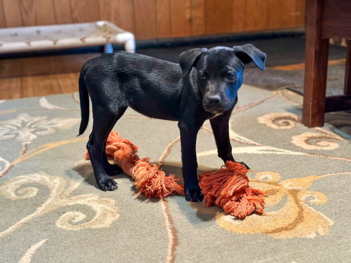 BP Rain, a dog for adoption from Labradors and Friends Dog Rescue Group