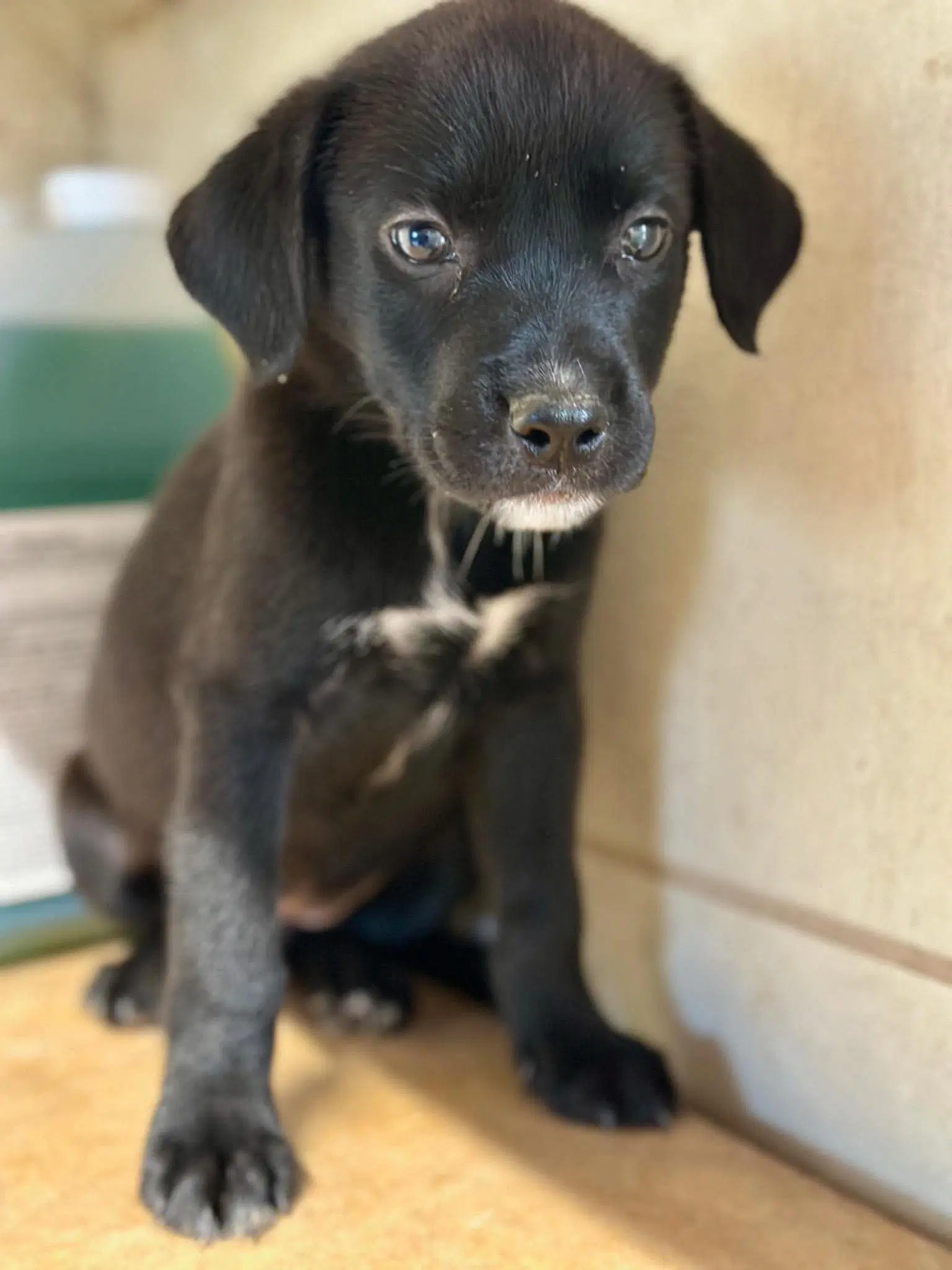 Cloud - Labrador Retriever