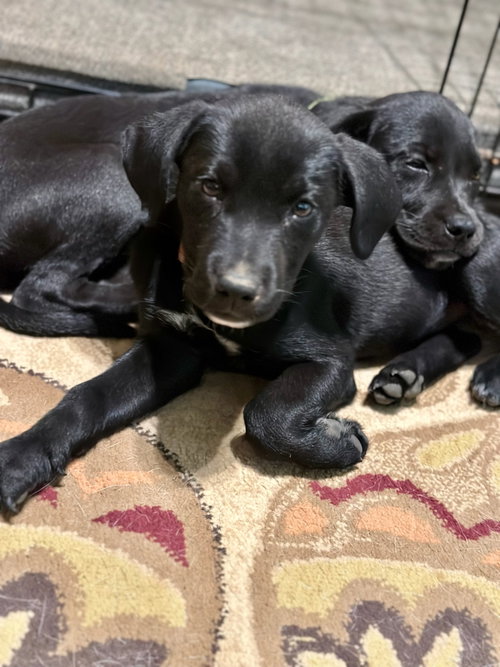 BP Cloud, a dog for adoption from Labradors and Friends Dog Rescue Group
