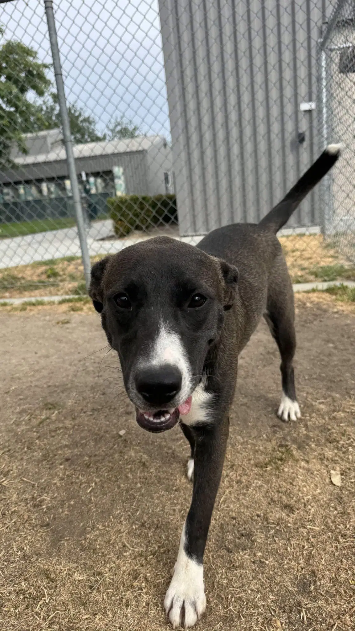 Selina - Labrador Retriever