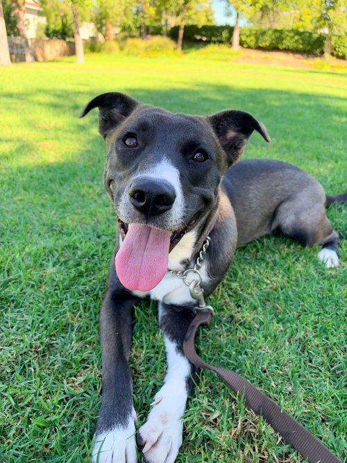 Selina, a dog for adoption from Labradors and Friends Dog Rescue Group