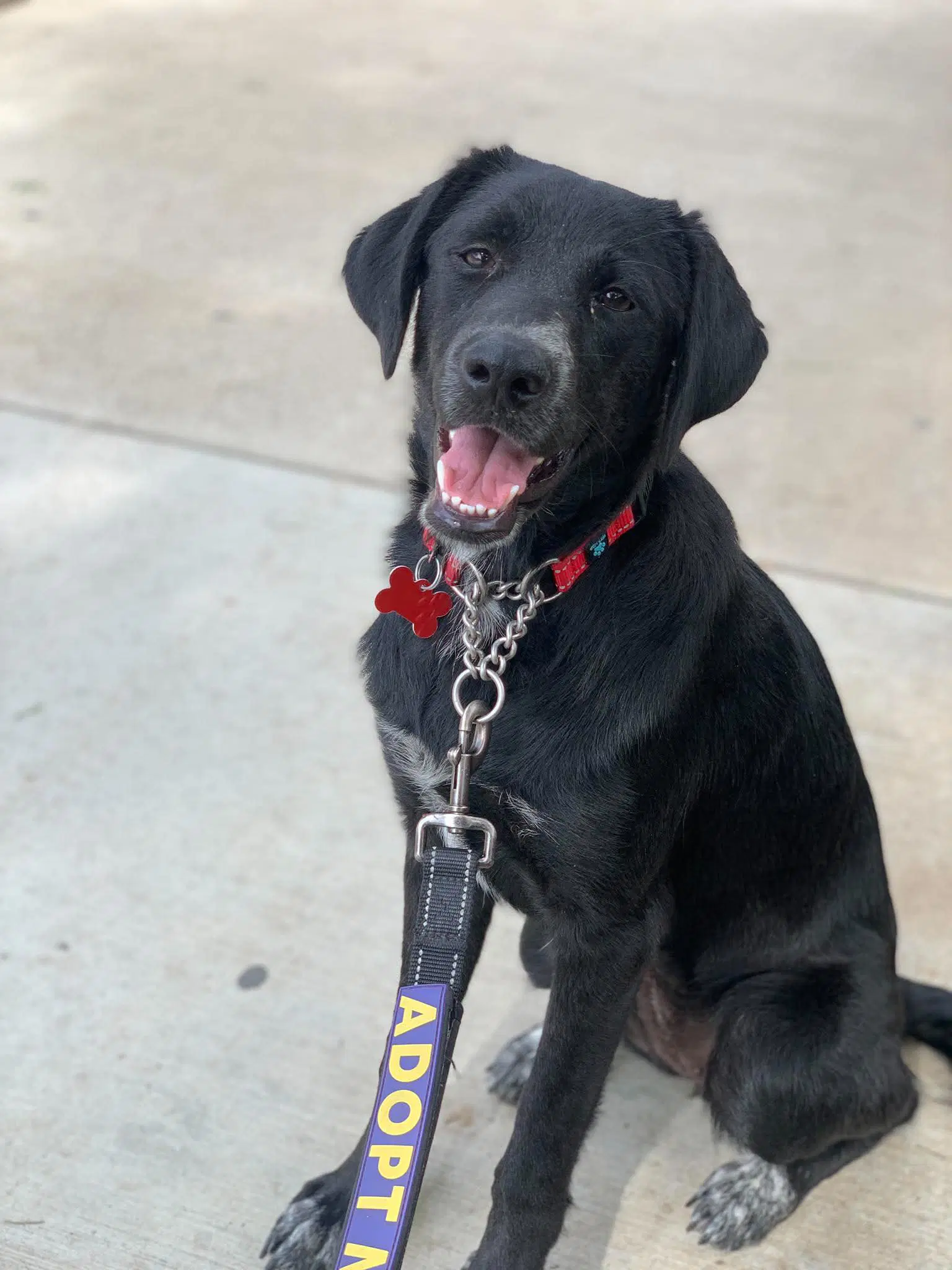Maizy - Labrador Retriever