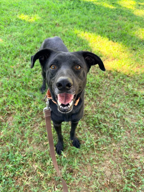 Harold, a dog for adoption from Labradors and Friends Dog Rescue Group