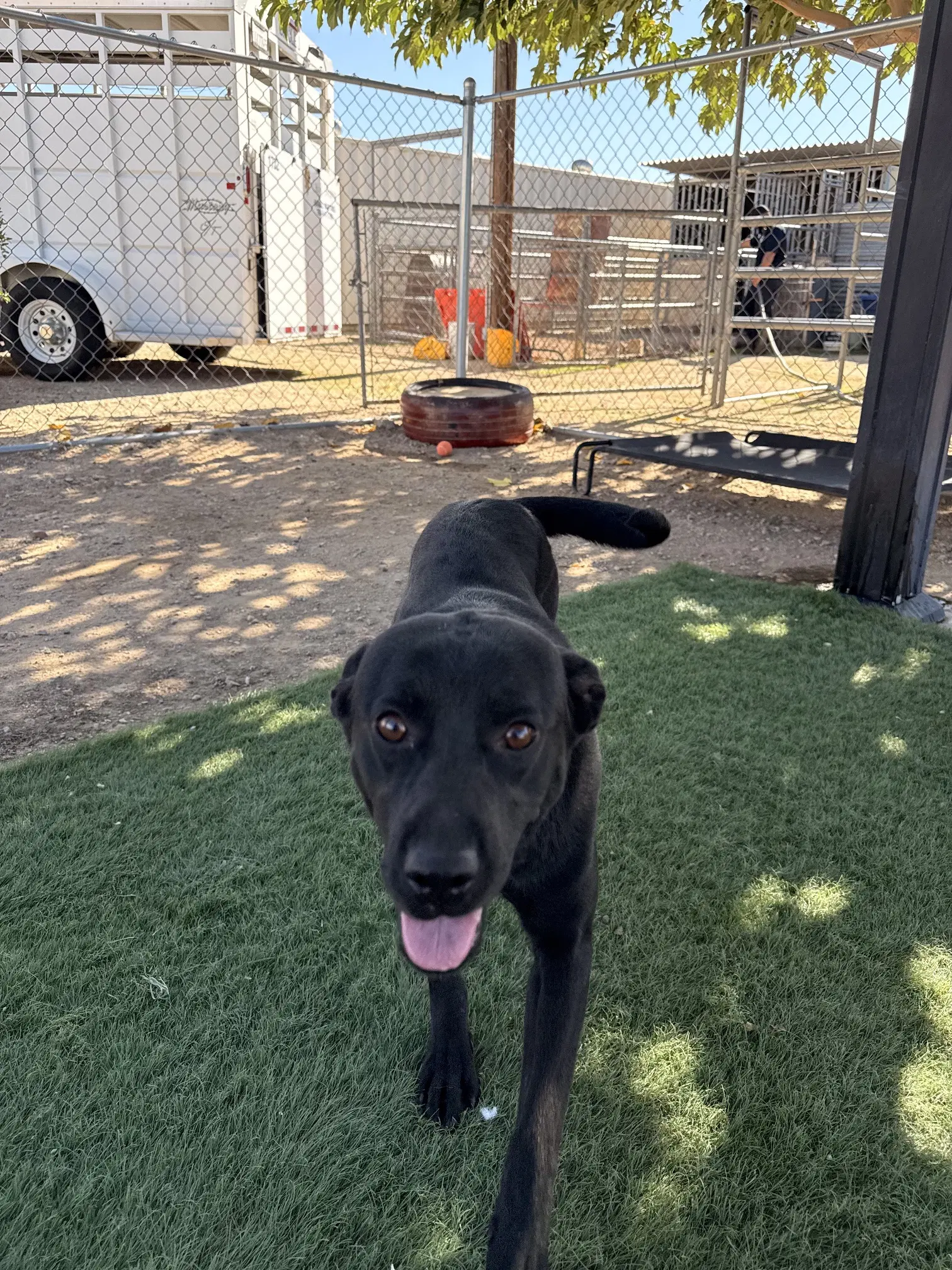 Leafy - Labrador Retriever