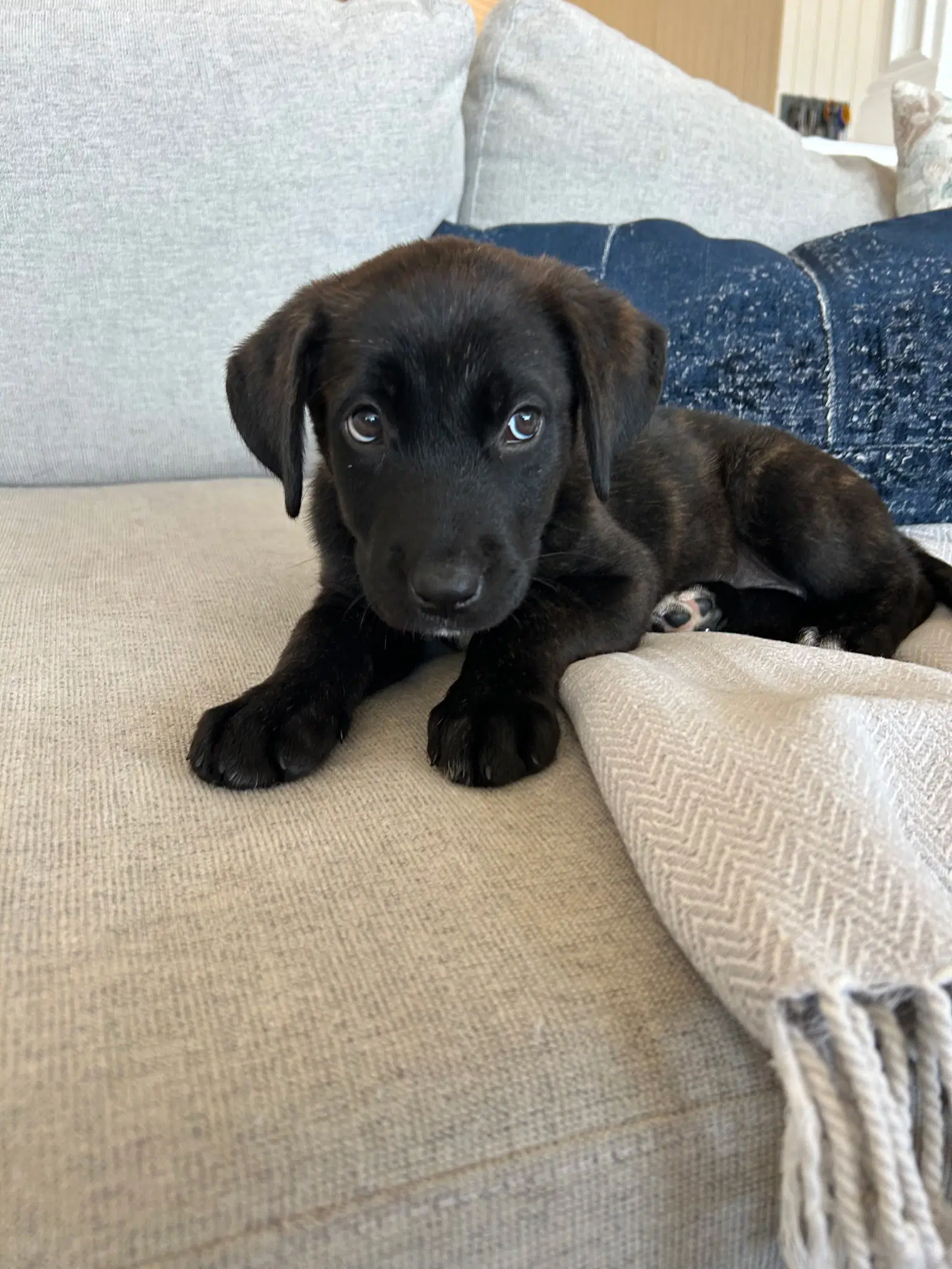 Shadow - Labrador Retriever