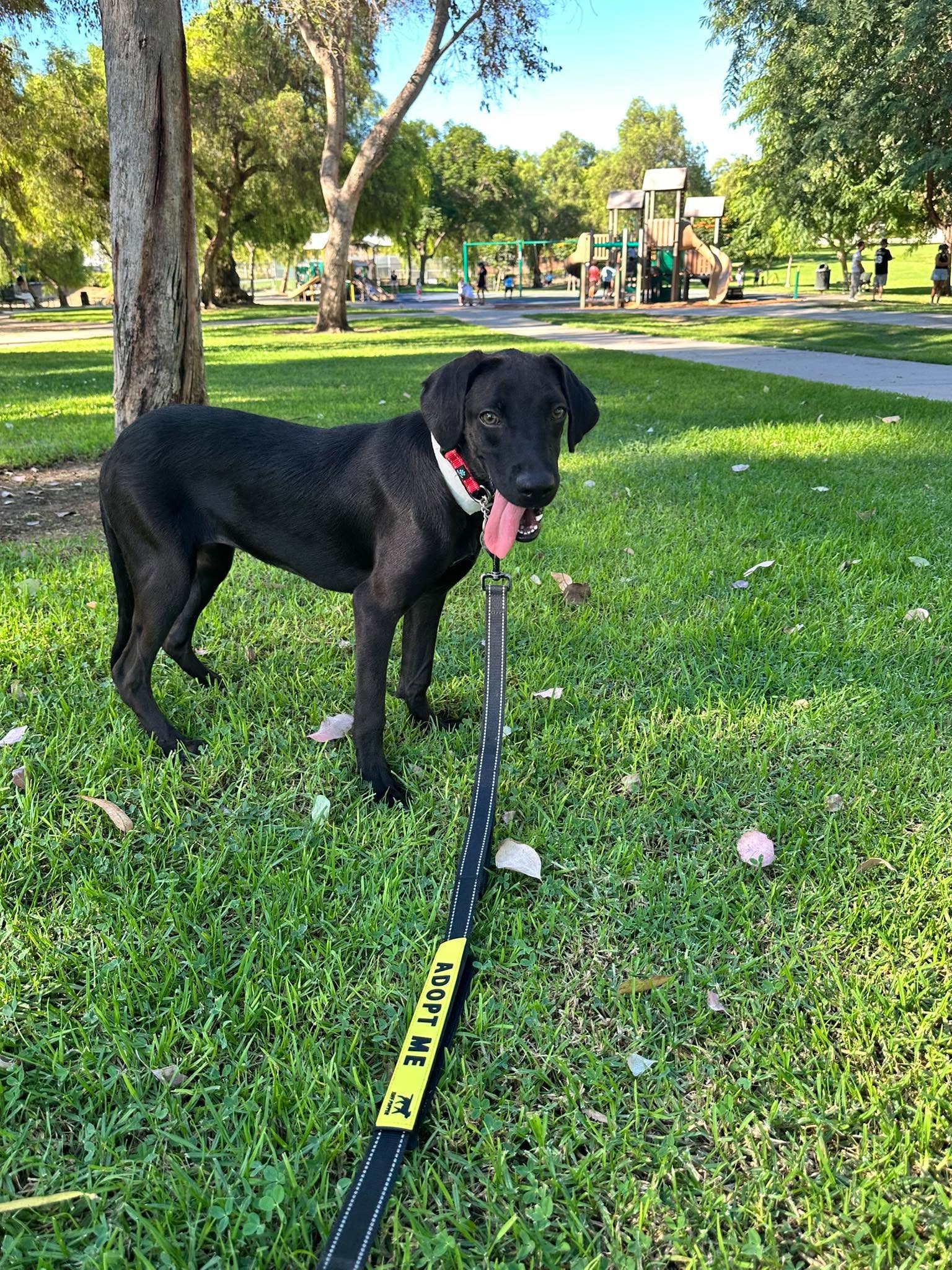 Frida - Labrador Retriever