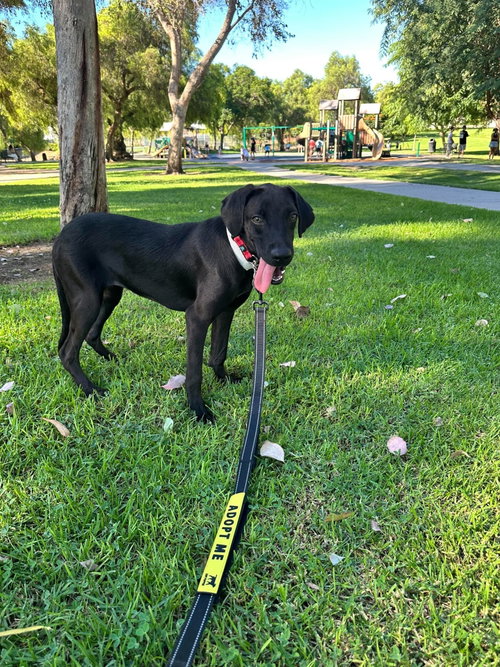 Frida, a dog for adoption from Labradors and Friends Dog Rescue Group