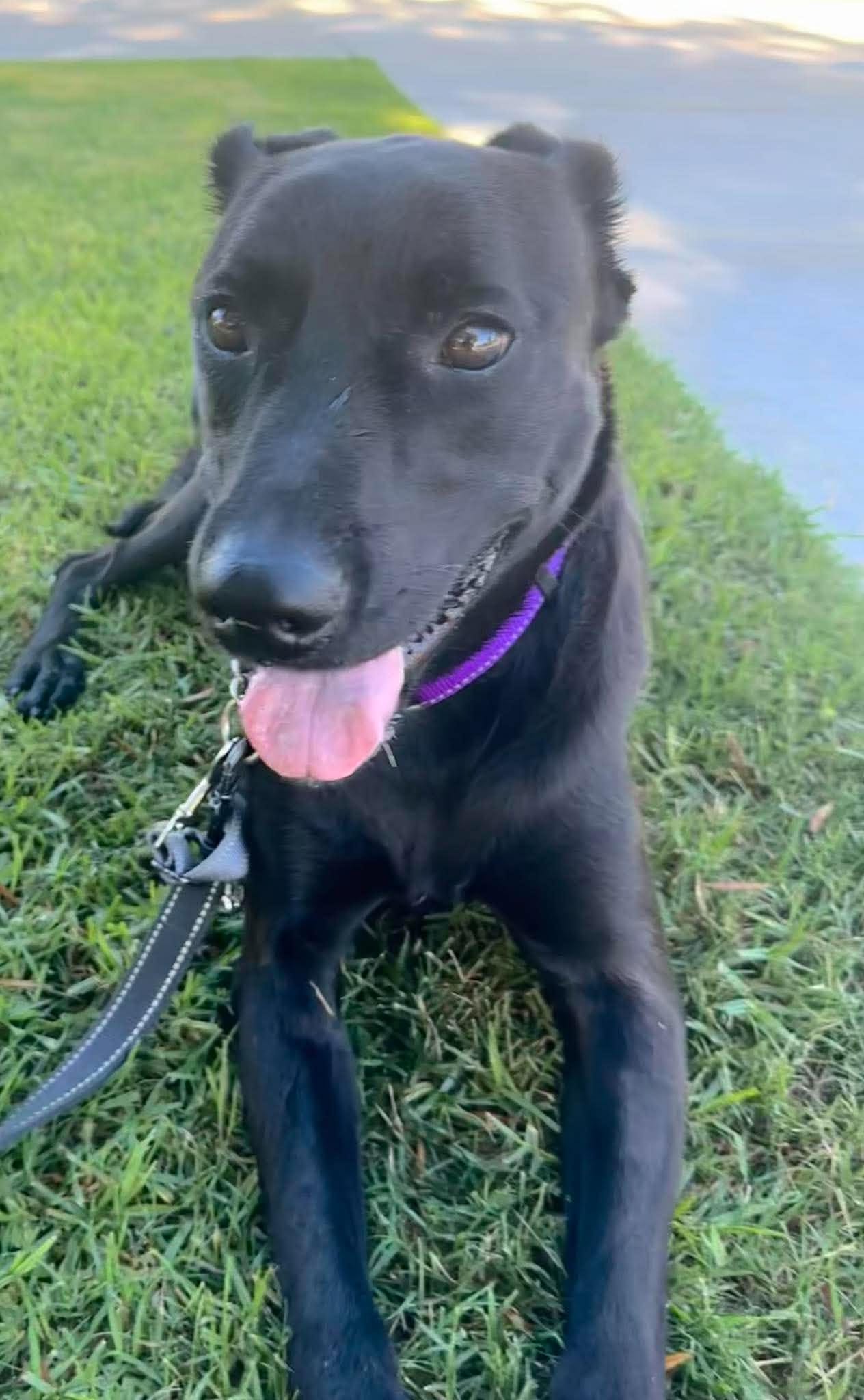 Baloo