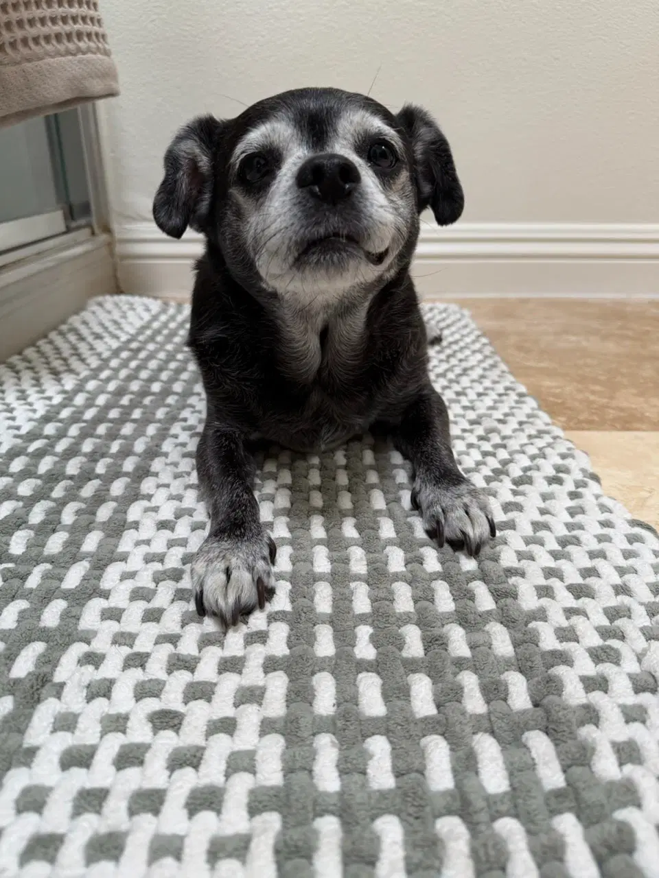 Bentley - Chihuahua