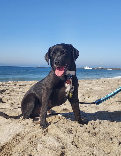 Nick Wilde, a dog for adoption from Labradors and Friends Dog Rescue Group
