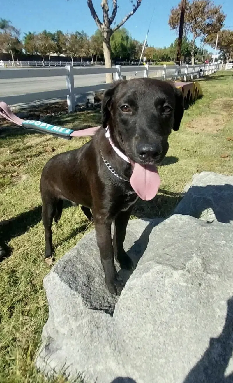 Boomer - Labrador Retriever