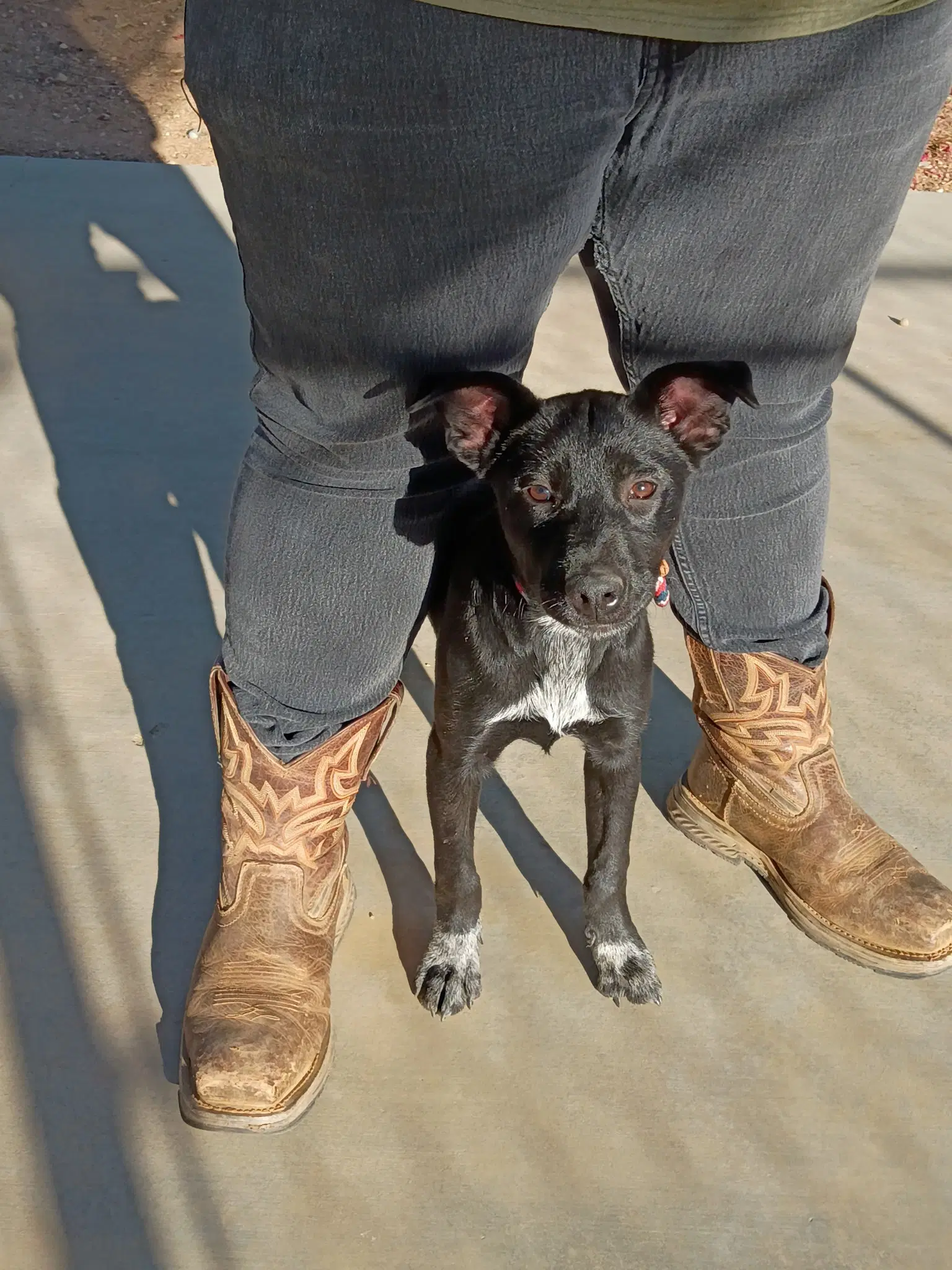 May - Labrador Retriever