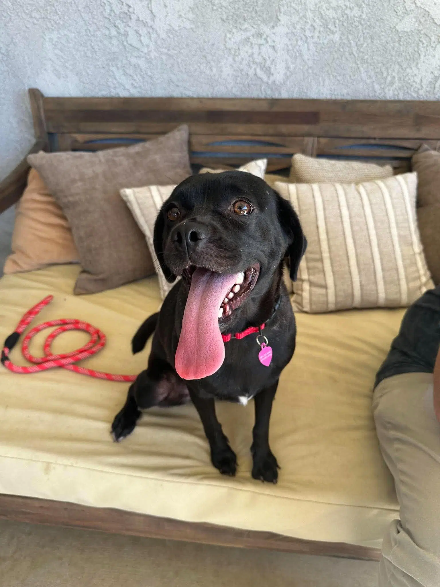 Dratini - Labrador Retriever