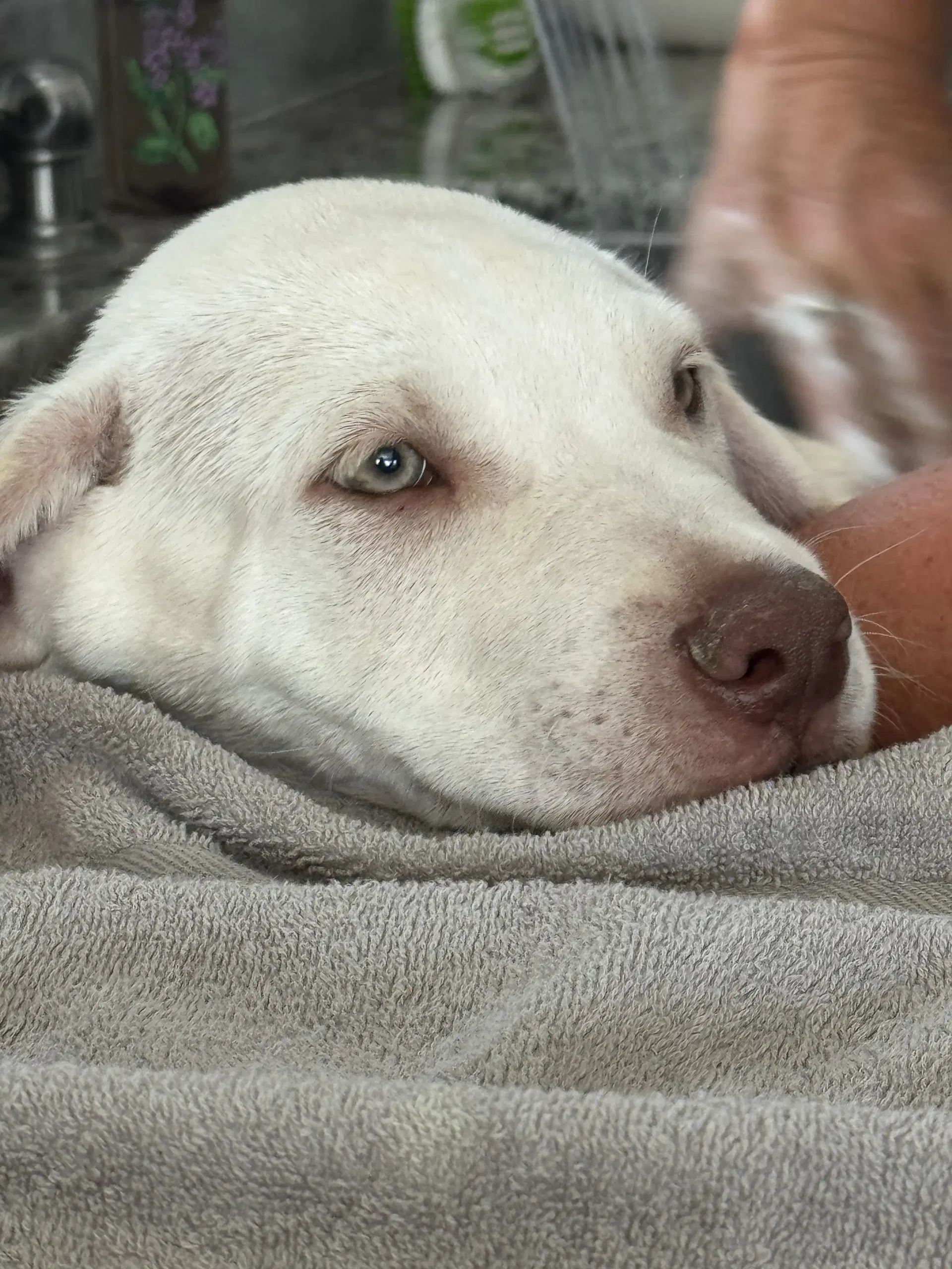Cr - Casper - Labrador Retriever