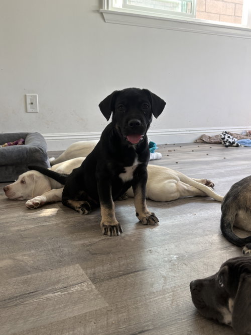 CR - Remi, Labrador Retriever / Mixed (medium coat)