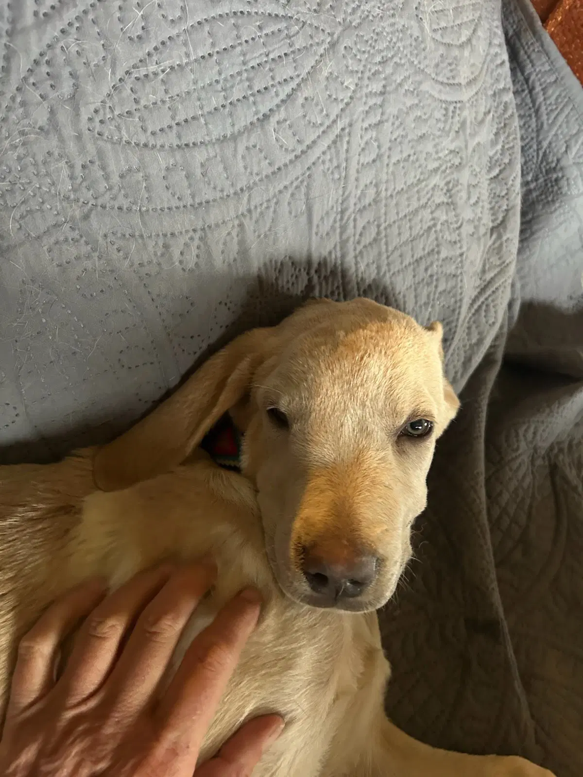Canela image 2