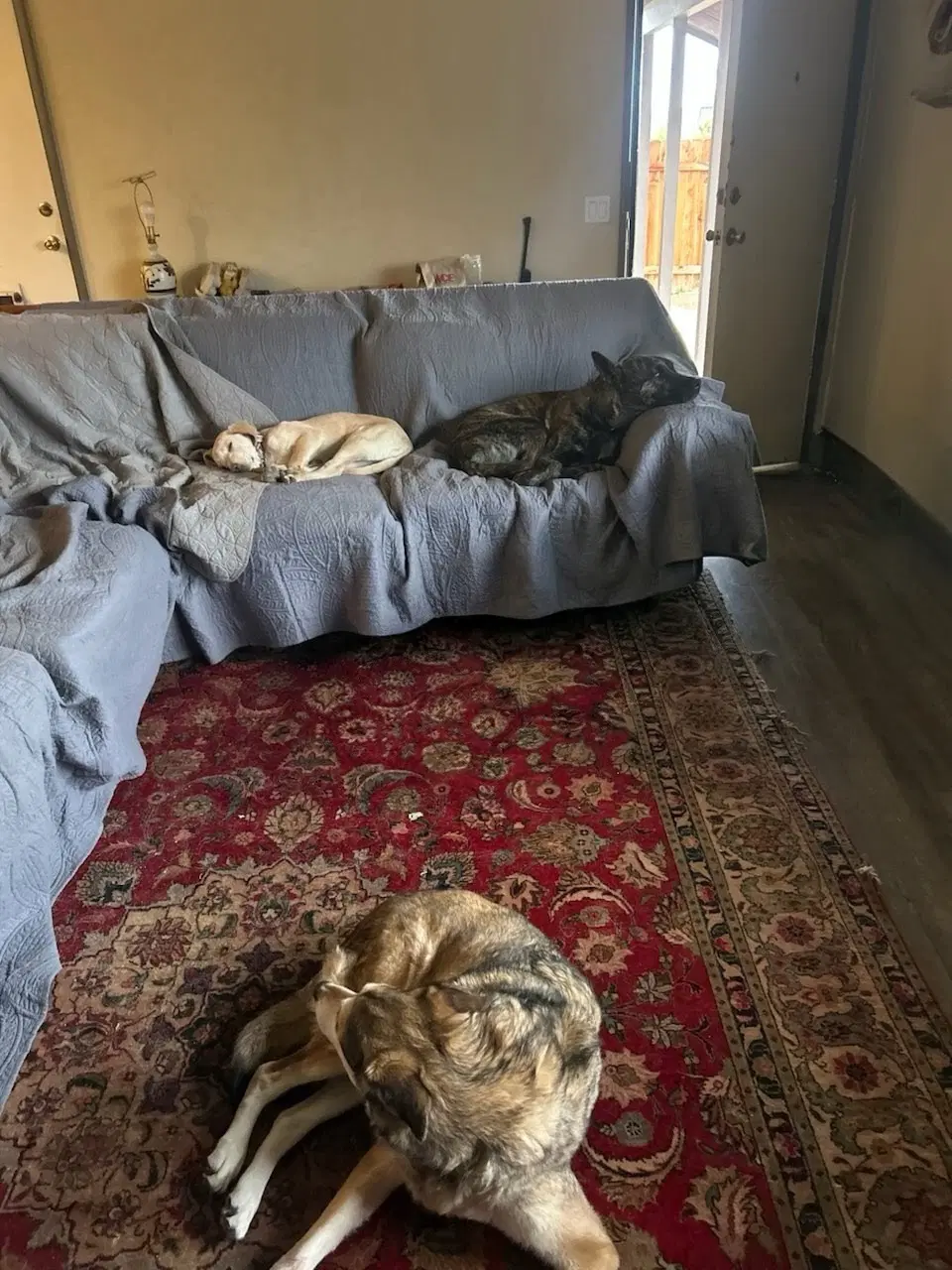 Canela image 4