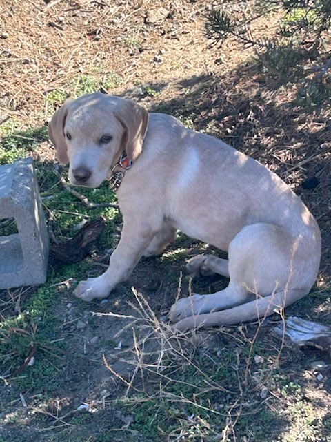 Canela