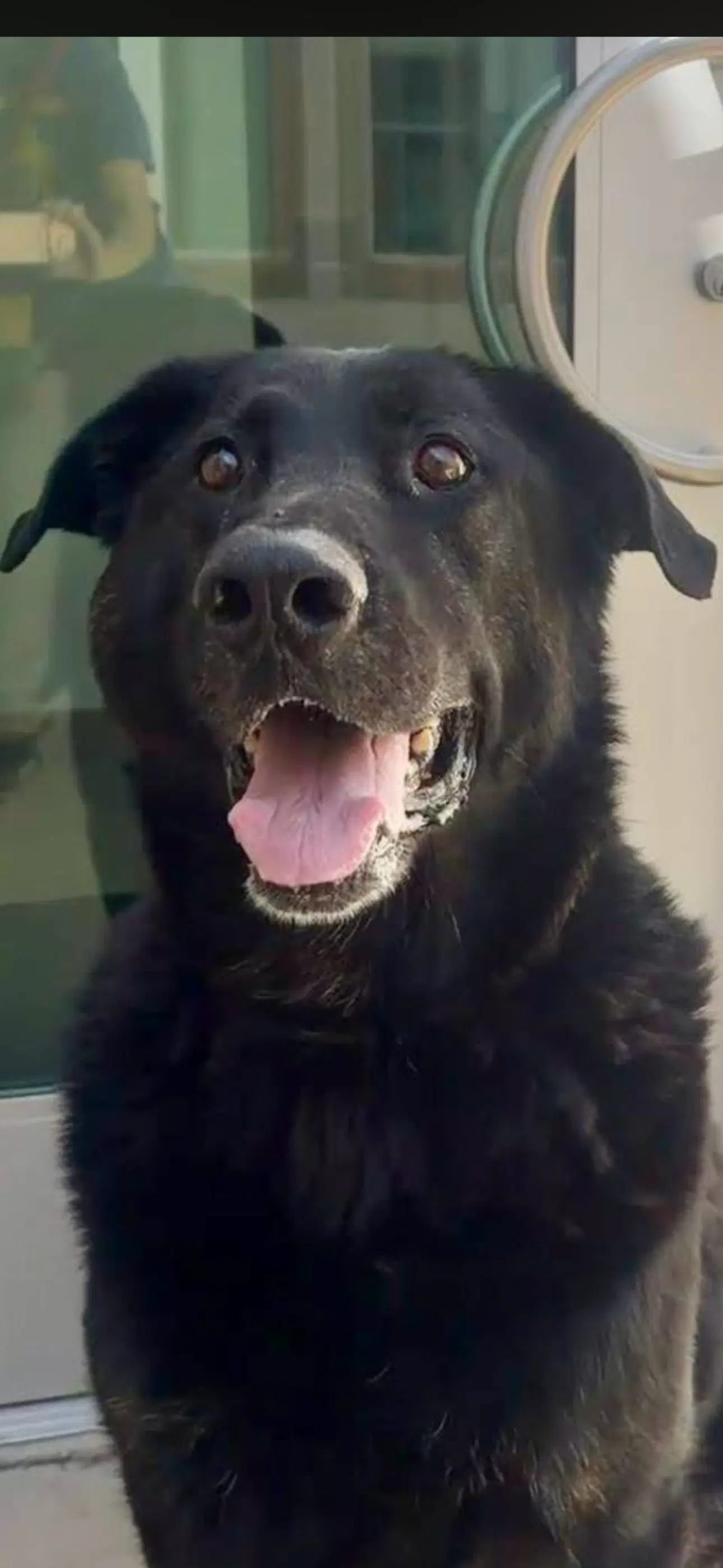 Calvin - Labrador Retriever