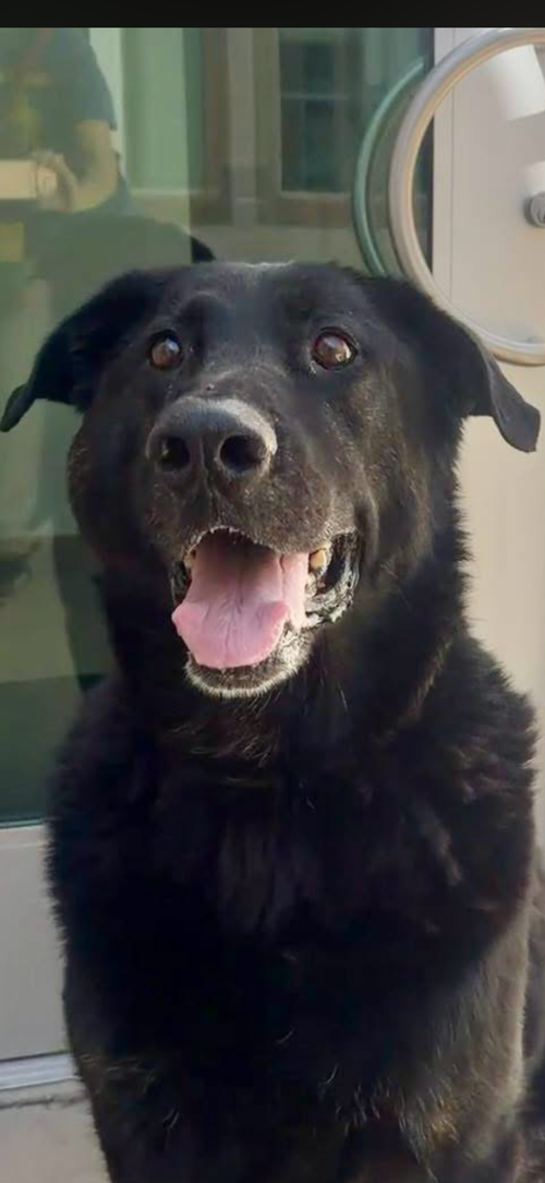 Calvin, Labrador Retriever / Mixed (medium coat)