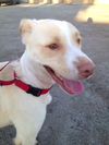 Rocko