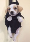 Milo Puppy
