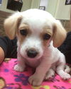 Milo Puppy