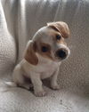 Milo Puppy