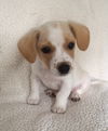 Milo Puppy