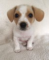 Milo Puppy