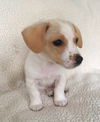 Milo Puppy