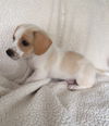 Milo Puppy