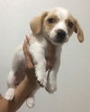 Milo Puppy
