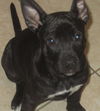 D-Anastasia Puppy