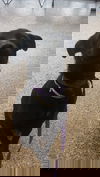 Raven (aka Darkness)