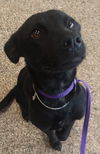 Raven (aka Darkness)