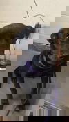Raven (aka Darkness)