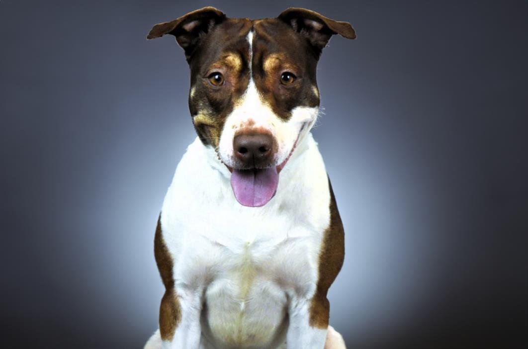 adoptable Dog in Fort Lauderdale, FL named BRUNO