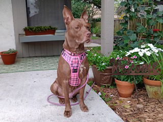 adoptable Dog in Fort Lauderdale, FL named GRACE