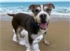 adoptable Dog in , FL named BOBO