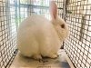 adoptable Rabbit in  named STRAY NOT AVAILABLE