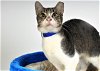 adoptable Cat in  named RICHI