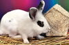 adoptable Rabbit in Fort Lauderdale, FL named SERGIO