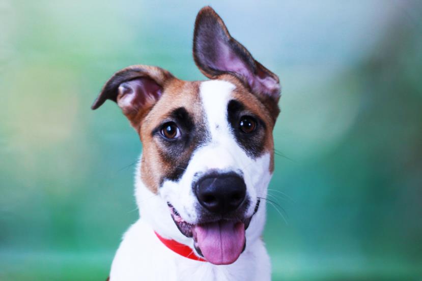 adoptable Dog in Fort Lauderdale, FL named HARLEY QUINN