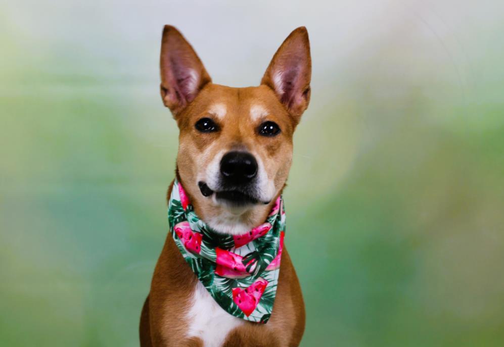 adoptable Dog in Fort Lauderdale, FL named ROXY