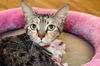 adoptable Cat in Fort Lauderdale, FL named SADE