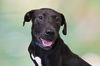 adoptable Dog in Fort Lauderdale, FL named FLETCHER