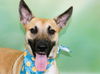 adoptable Dog in Fort Lauderdale, FL named LUCY