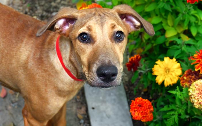 adoptable Dog in Fort Lauderdale, FL named CATALINA