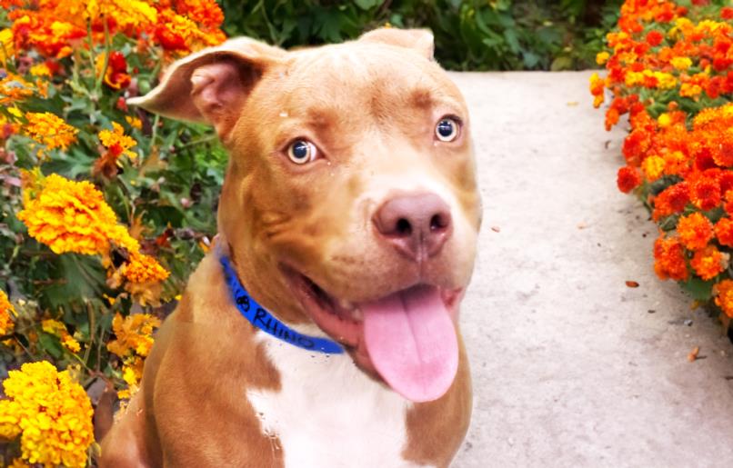 adoptable Dog in Fort Lauderdale, FL named REGINALD